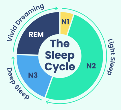 sleep cycle diagram sleep stages