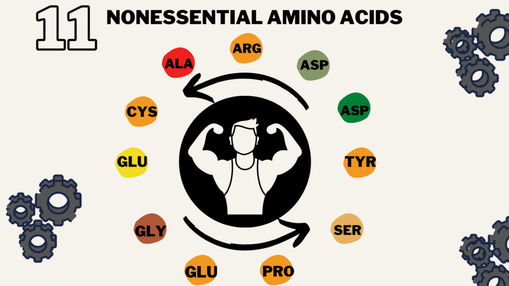 What is nonessential amino acids, 11 nonessential amino acids